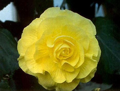 B. ‘Forton’